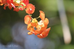 Holmskioldia sanguinea